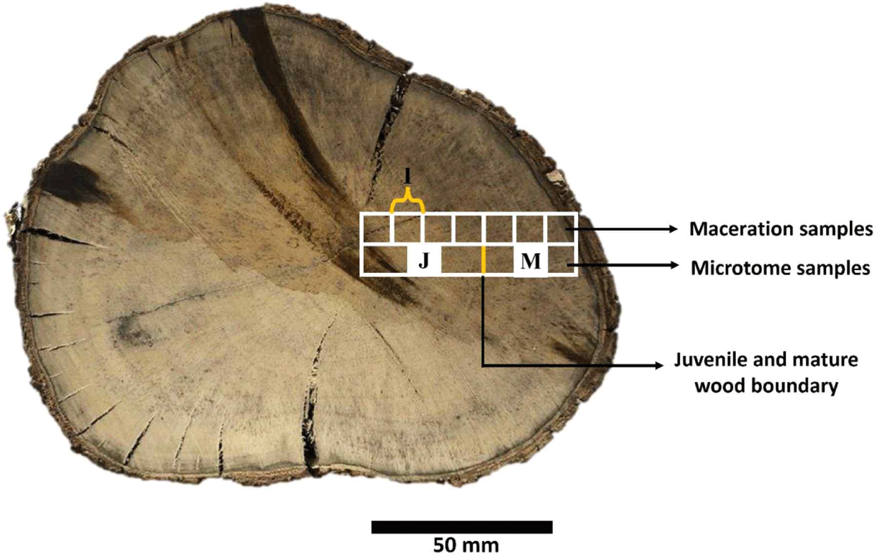 wood-52-2-191-g2